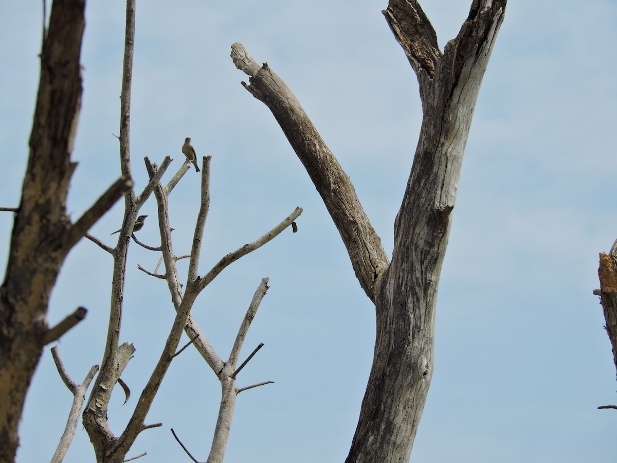 Yellow-throated Sparrow - ML619665675