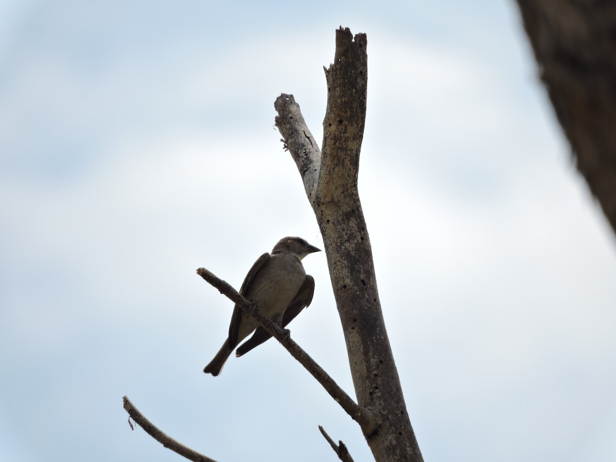 Moineau à gorge jaune - ML619665677