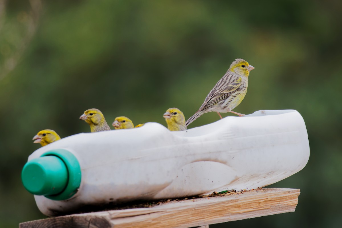 Island Canary - Avihu Nussbaum