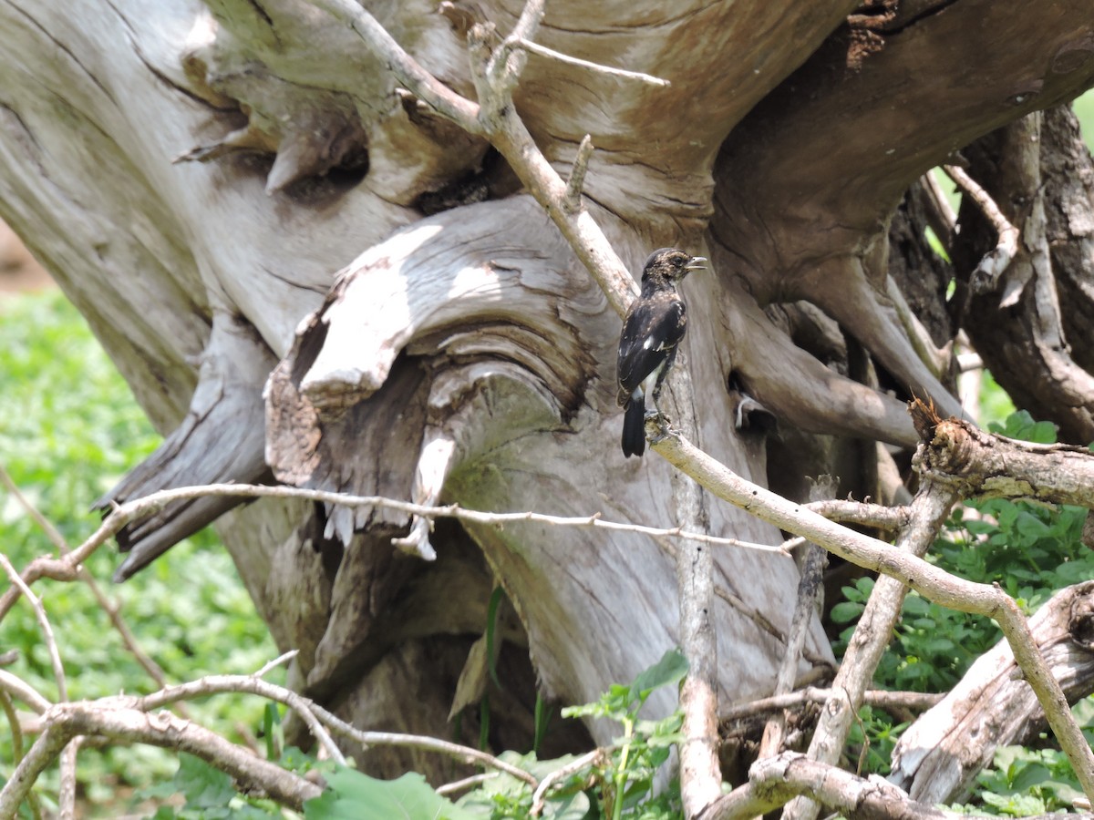 Pied Bushchat - Suzhal Arivom (Group Account)