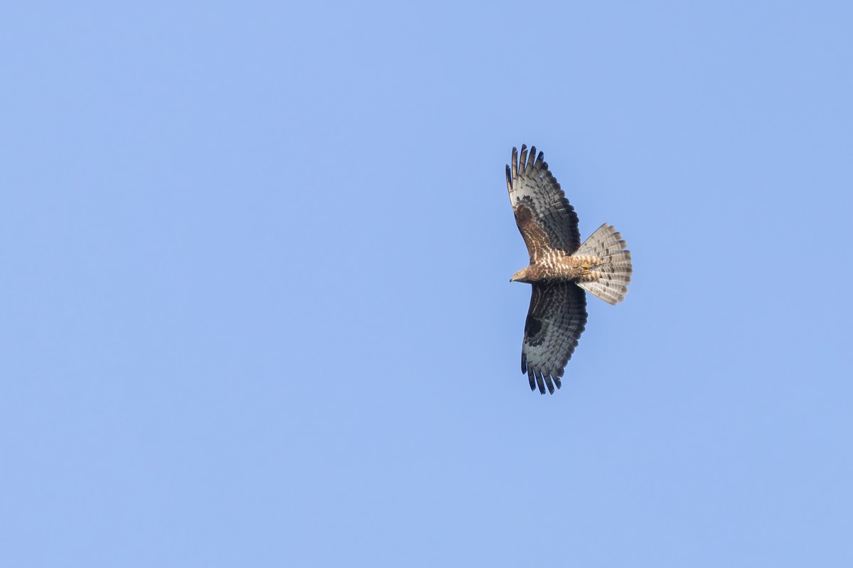 European Honey-buzzard - Alexey Kurochkin