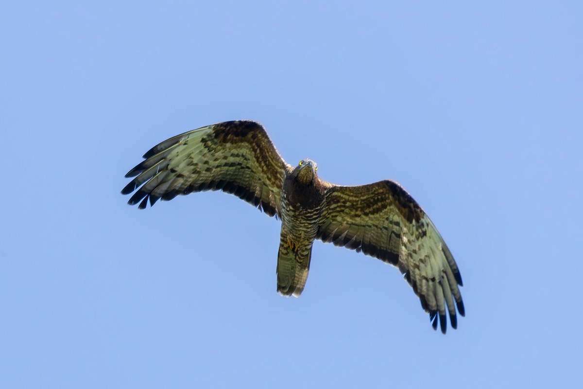 European Honey-buzzard - Alexey Kurochkin