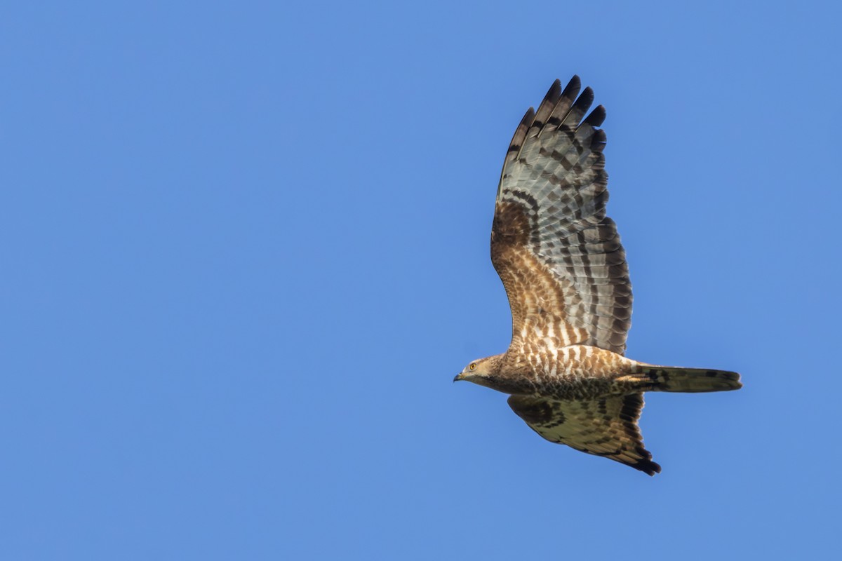 European Honey-buzzard - Alexey Kurochkin