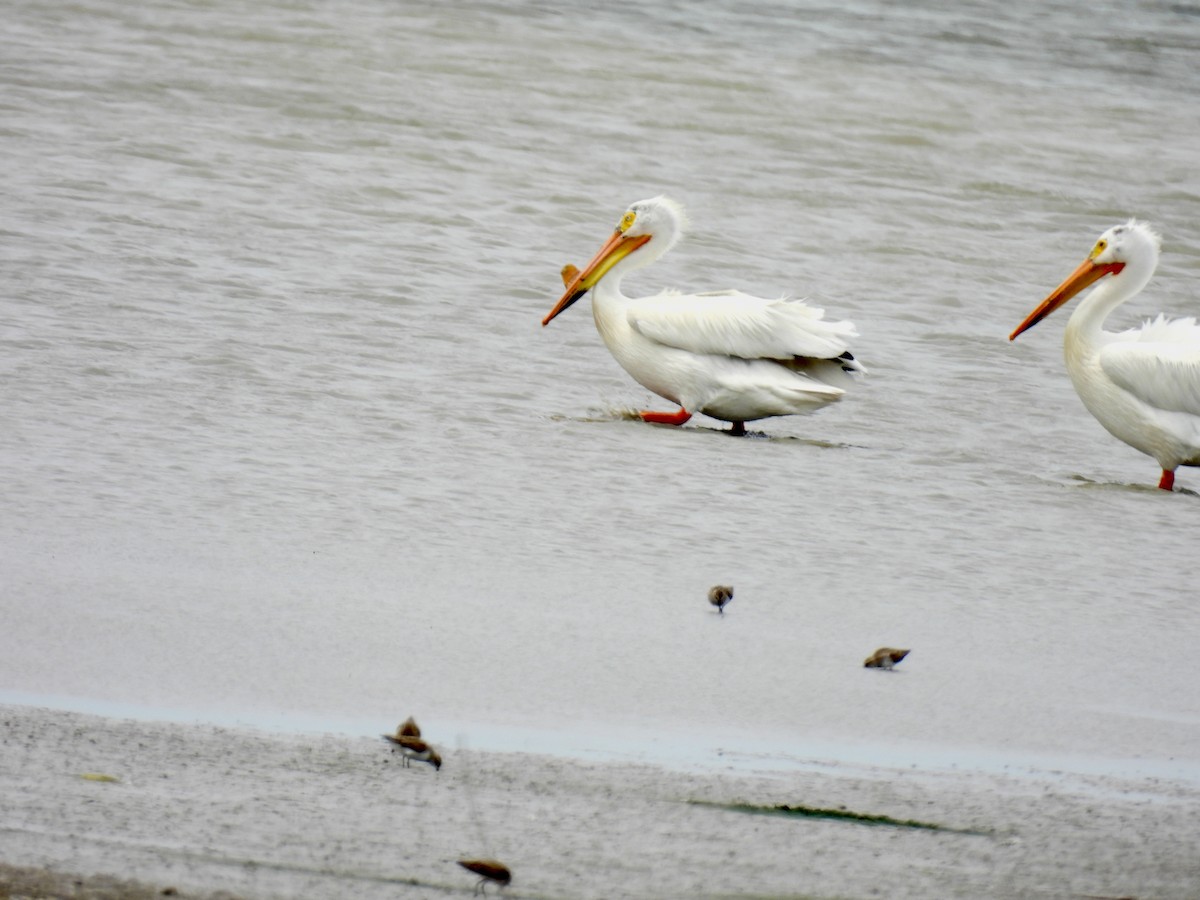 American White Pelican - Bonnie Penet