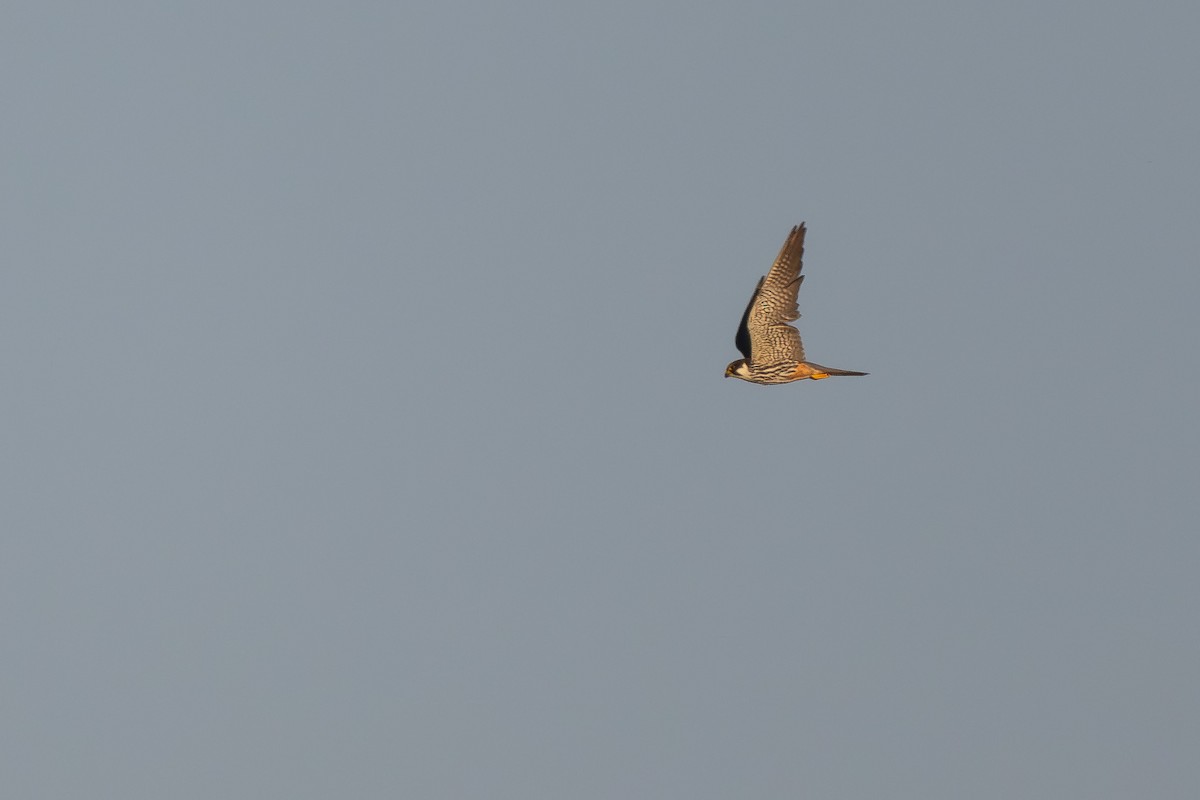 Eurasian Hobby - Alexey Kurochkin