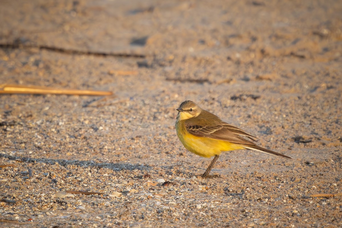 Western Yellow Wagtail - Alexey Kurochkin