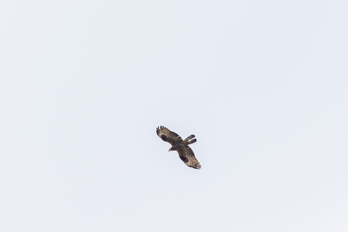 European Honey-buzzard - Bilgehan Ergan