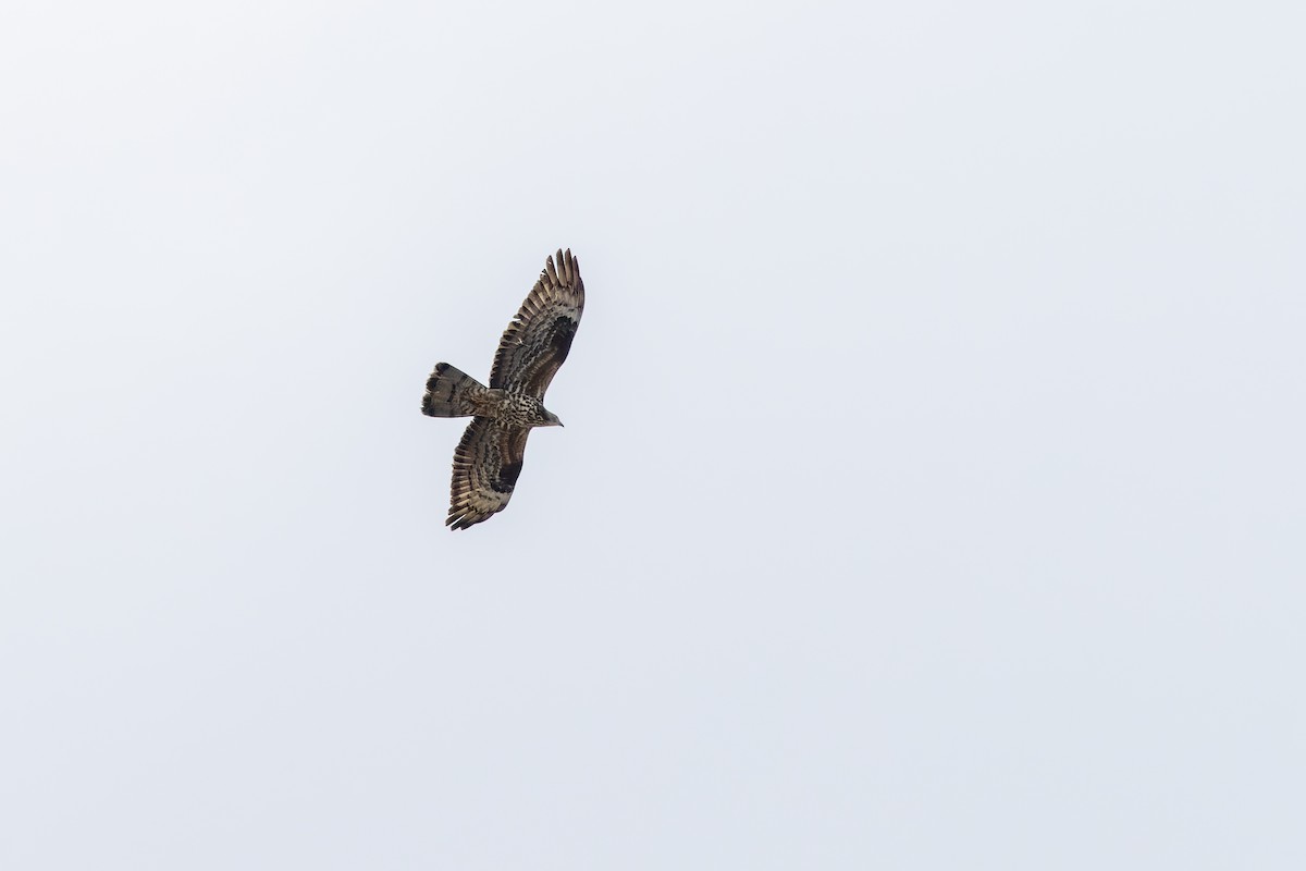 European Honey-buzzard - ML619665753