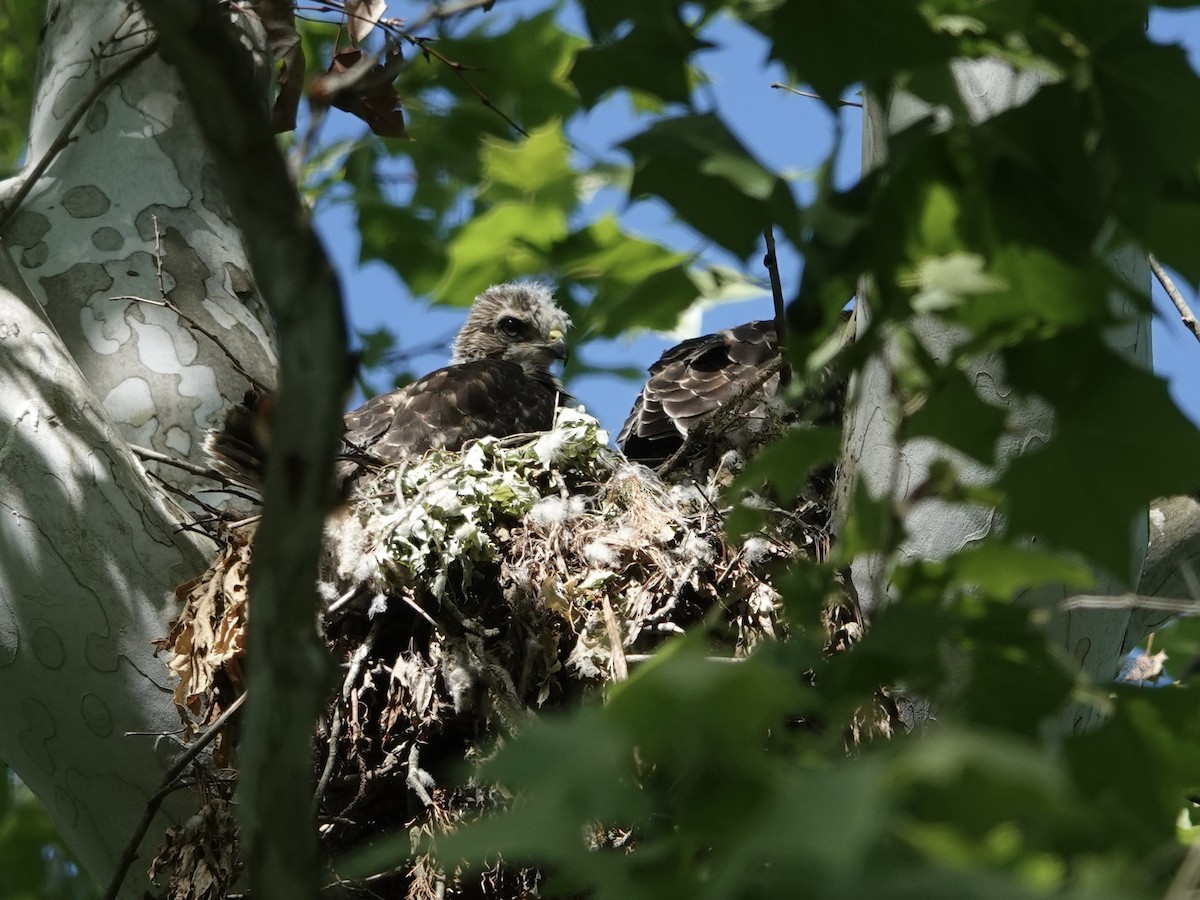 Red-shouldered Hawk - Lottie Bushmann