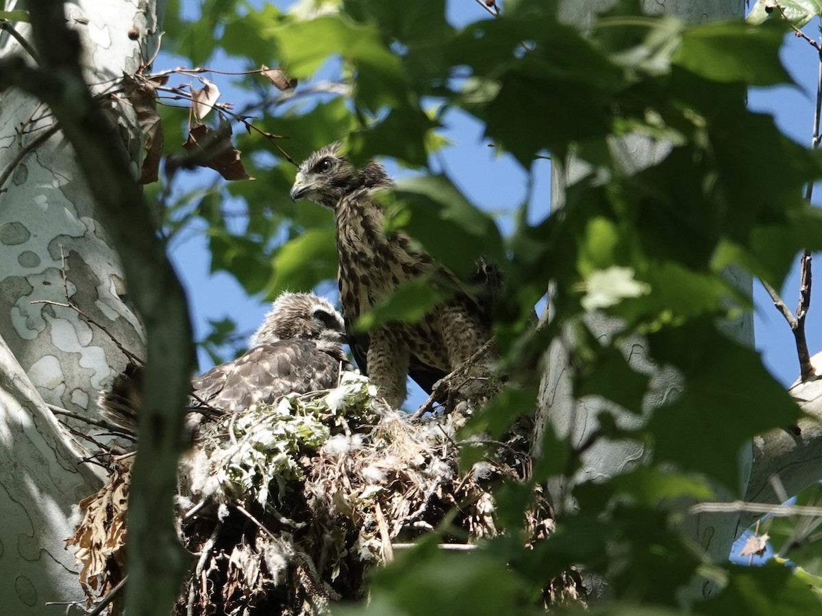 Red-shouldered Hawk - Lottie Bushmann