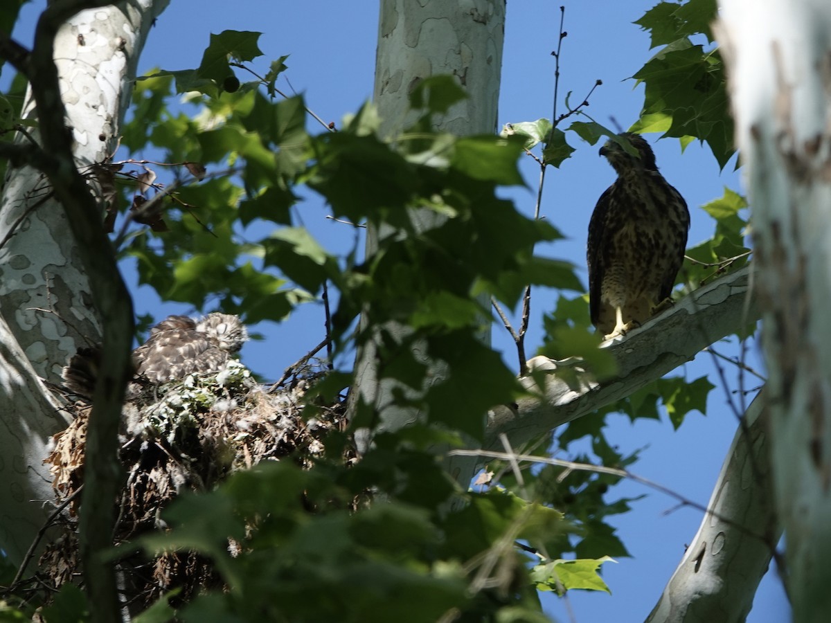 Red-shouldered Hawk - Lottie Bushmann