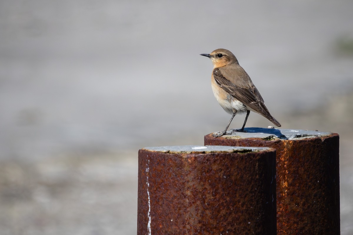 Northern Wheatear - Alexey Kurochkin