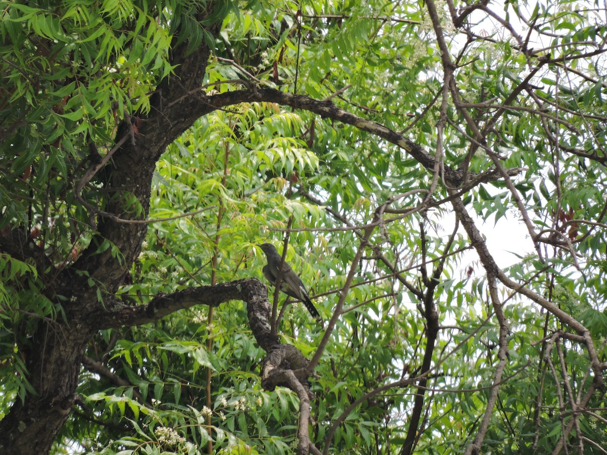 Gray-bellied Cuckoo - Suzhal Arivom (Group Account)