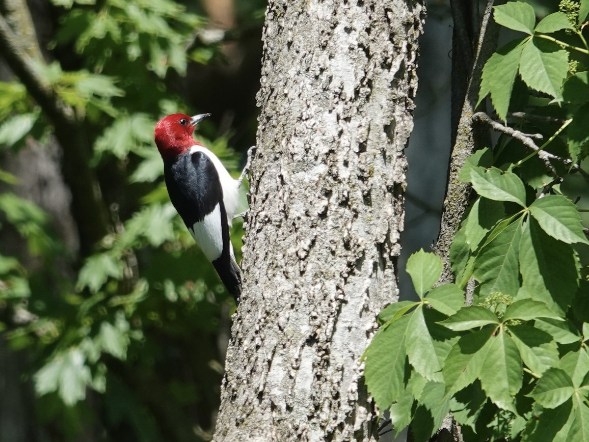 Red-headed Woodpecker - Lottie Bushmann