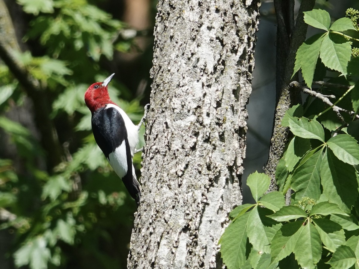 Red-headed Woodpecker - Lottie Bushmann
