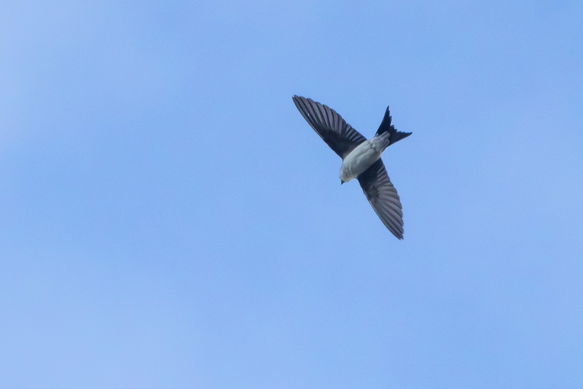 Western House-Martin - Alexey Kurochkin