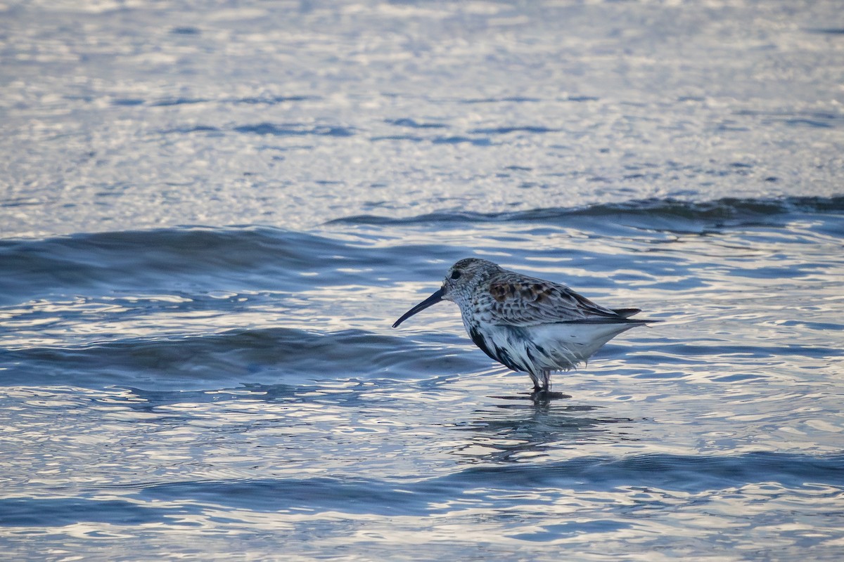 Dunlin - Alexey Kurochkin