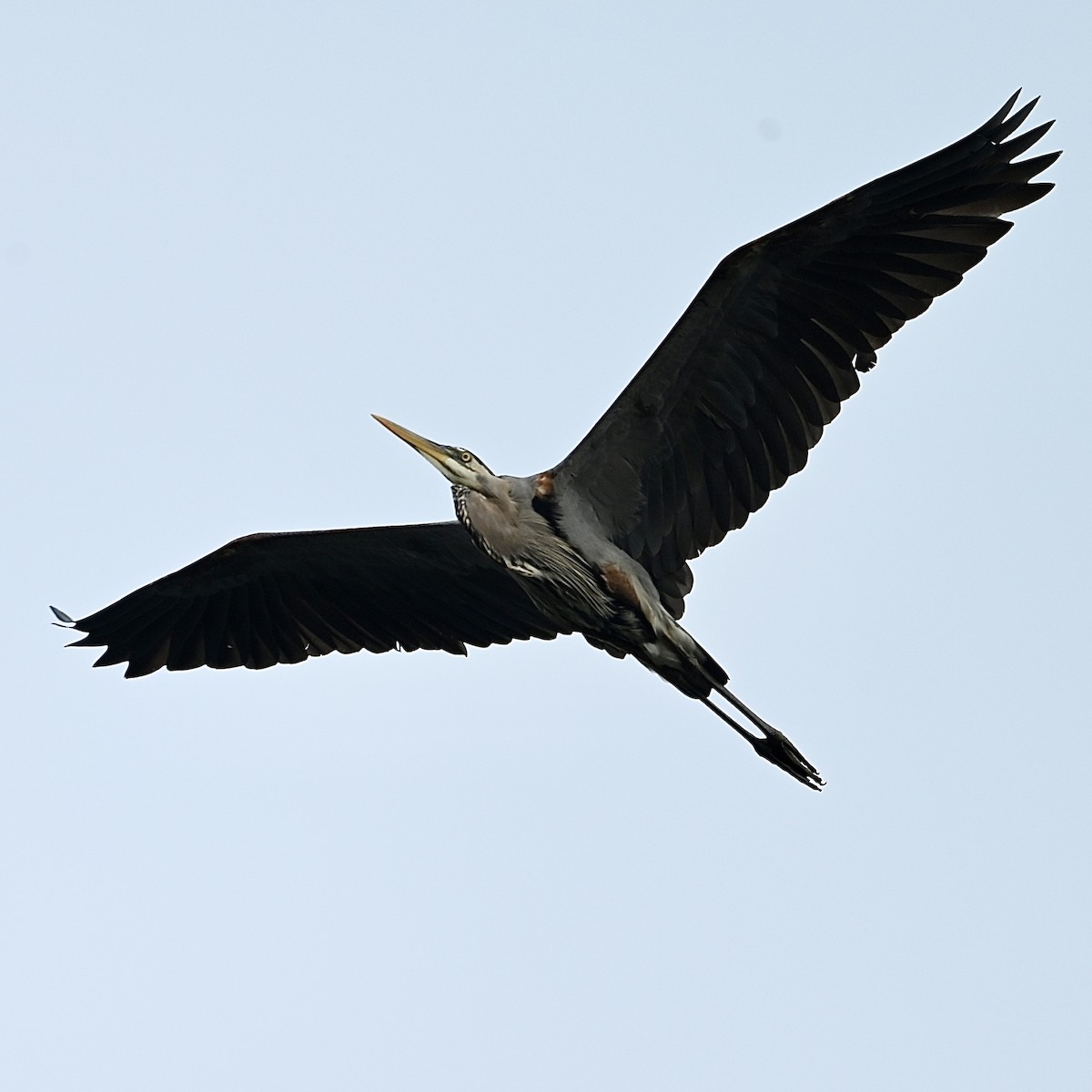 Great Blue Heron - Mike Saccone