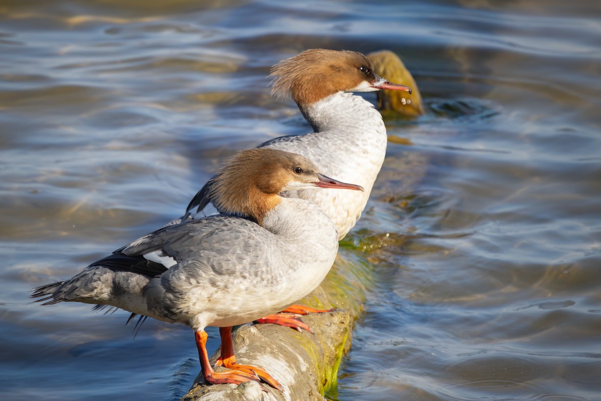 Common Merganser - Alexey Kurochkin