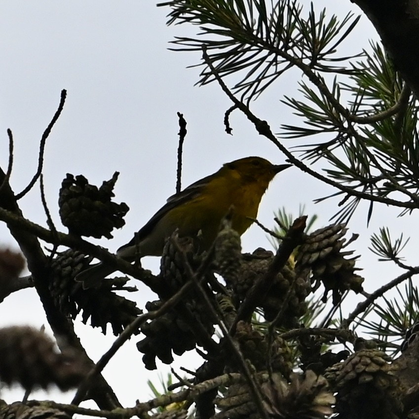 Pine Warbler - Mike Saccone