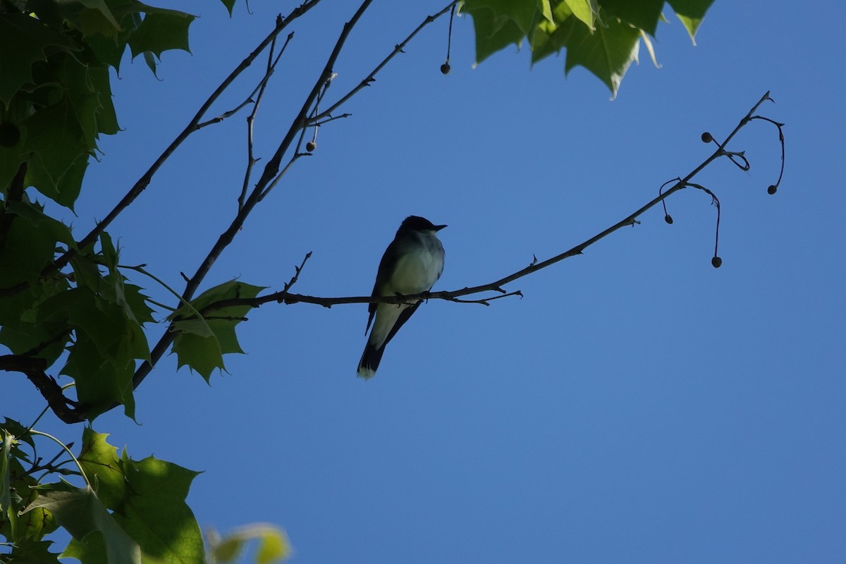 Eastern Kingbird - Lottie Bushmann