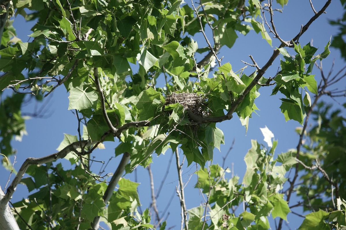 Eastern Kingbird - Lottie Bushmann