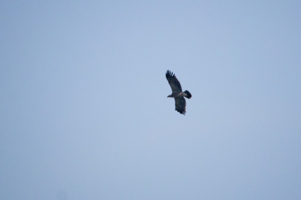 Lesser Spotted Eagle - Alexey Kurochkin