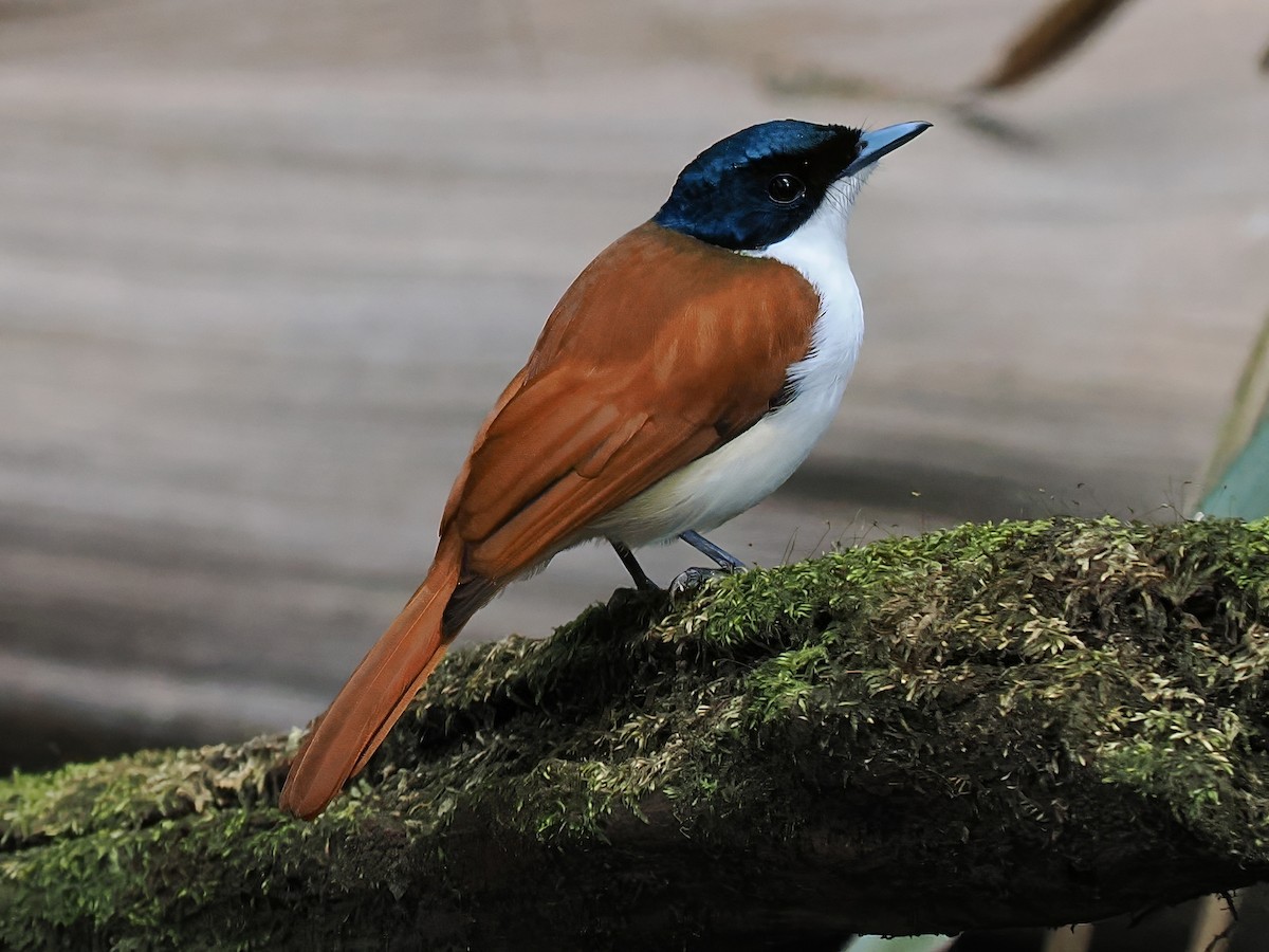 Shining Flycatcher - Len and Chris Ezzy