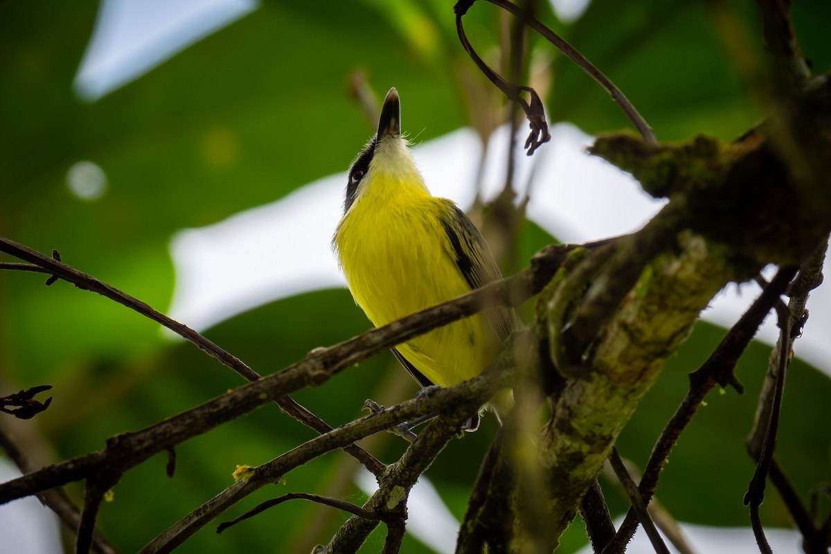 Common Tody-Flycatcher - Chris Thomas