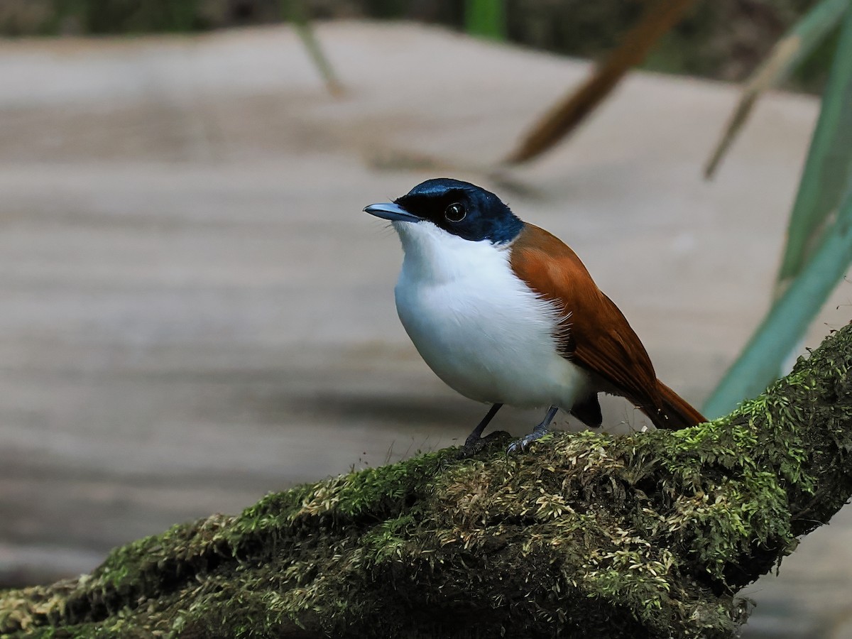 Shining Flycatcher - Len and Chris Ezzy