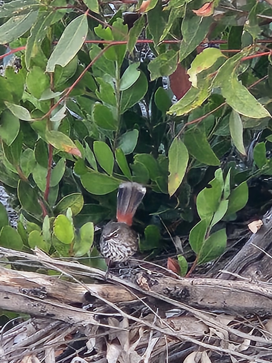 Shy Heathwren - ML619665808