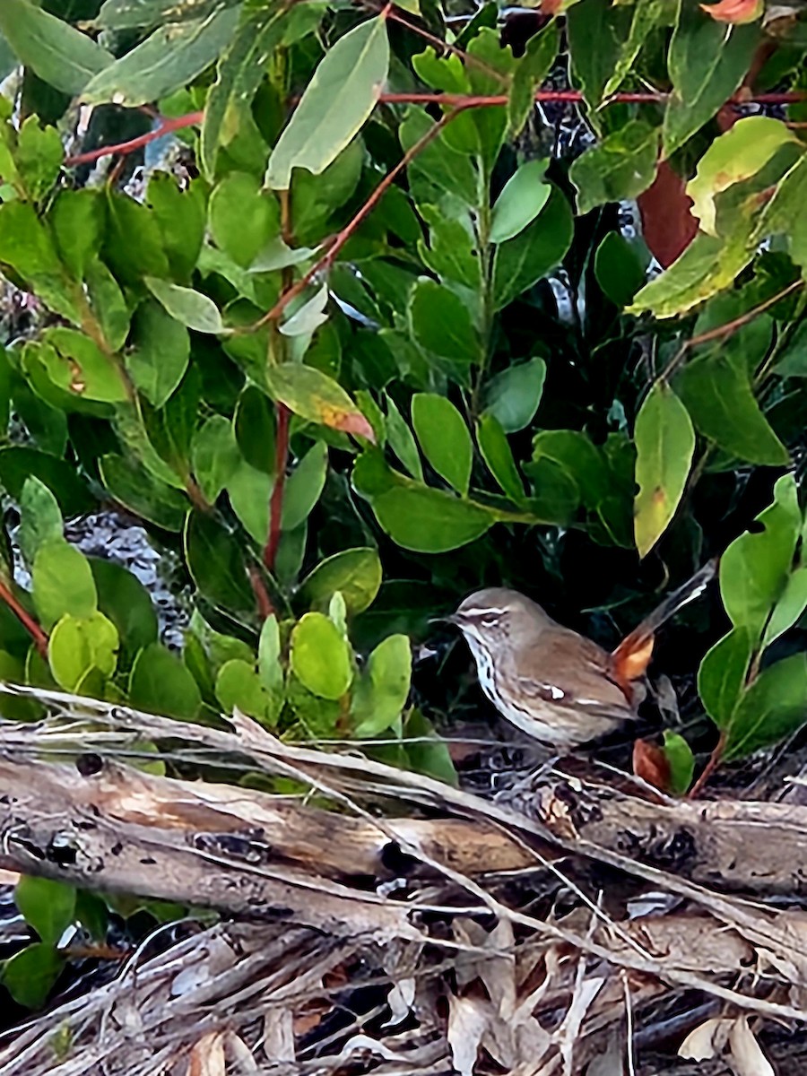 Shy Heathwren - ML619665809