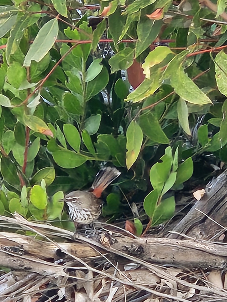 Shy Heathwren - ML619665810