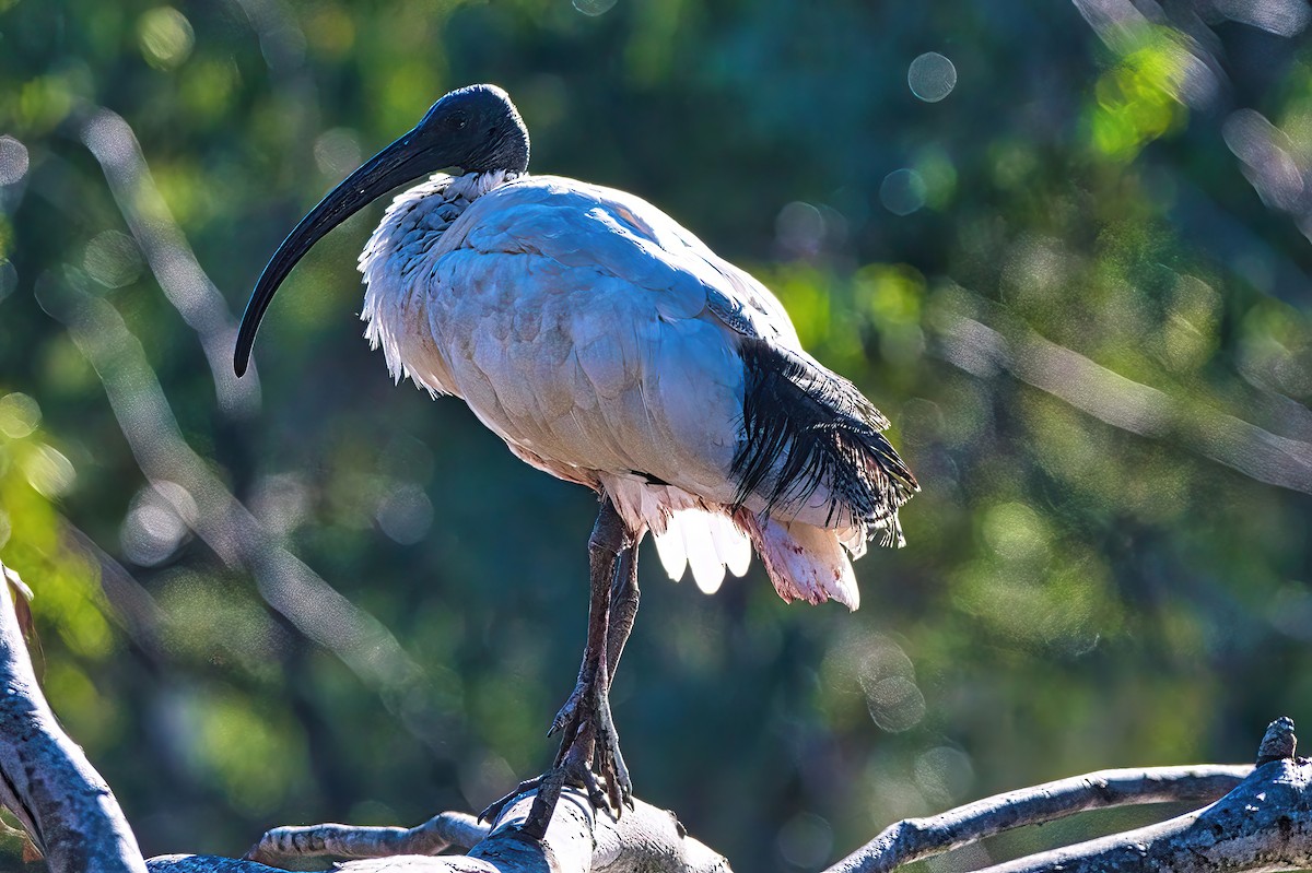 Australian Ibis - Alfons  Lawen