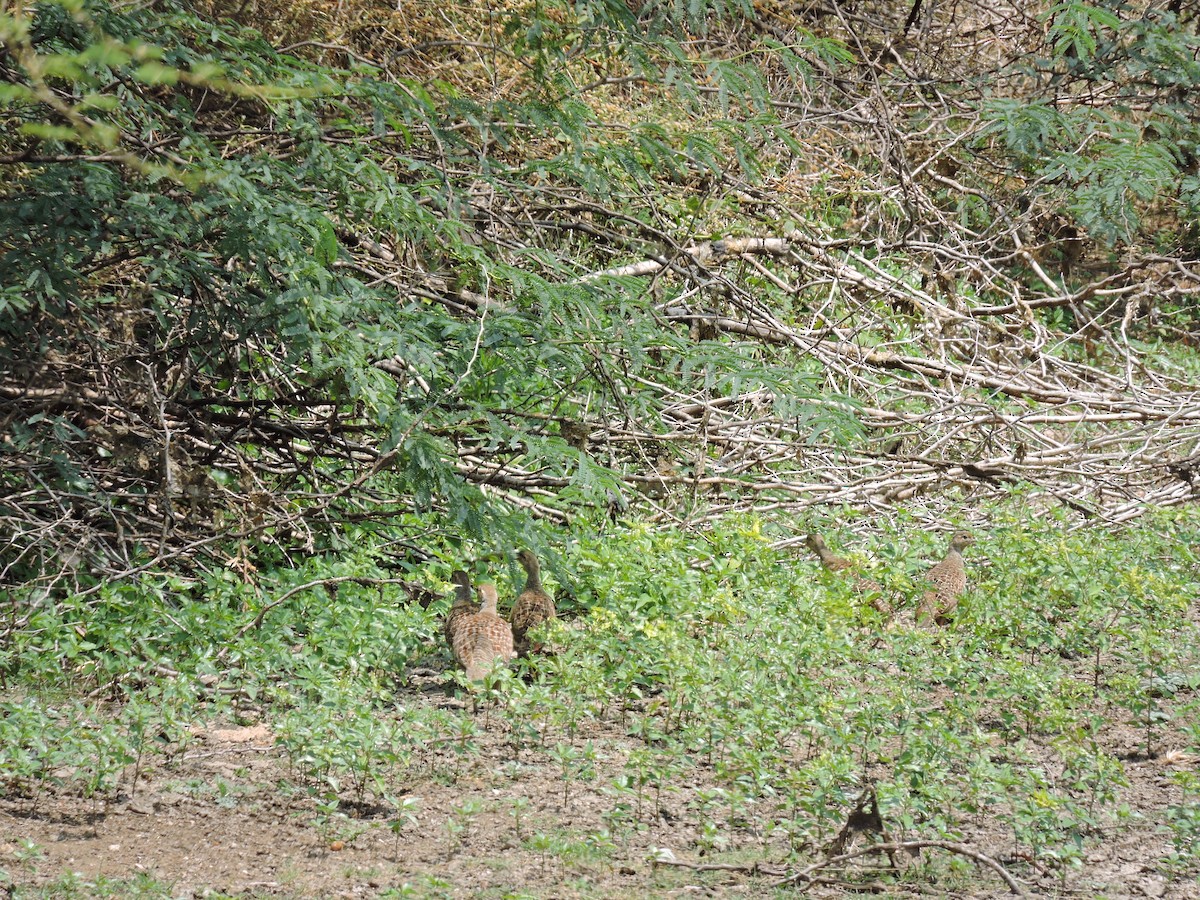 Gray Francolin - ML619665817