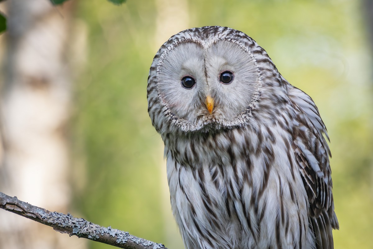 Ural Owl - ML619665818