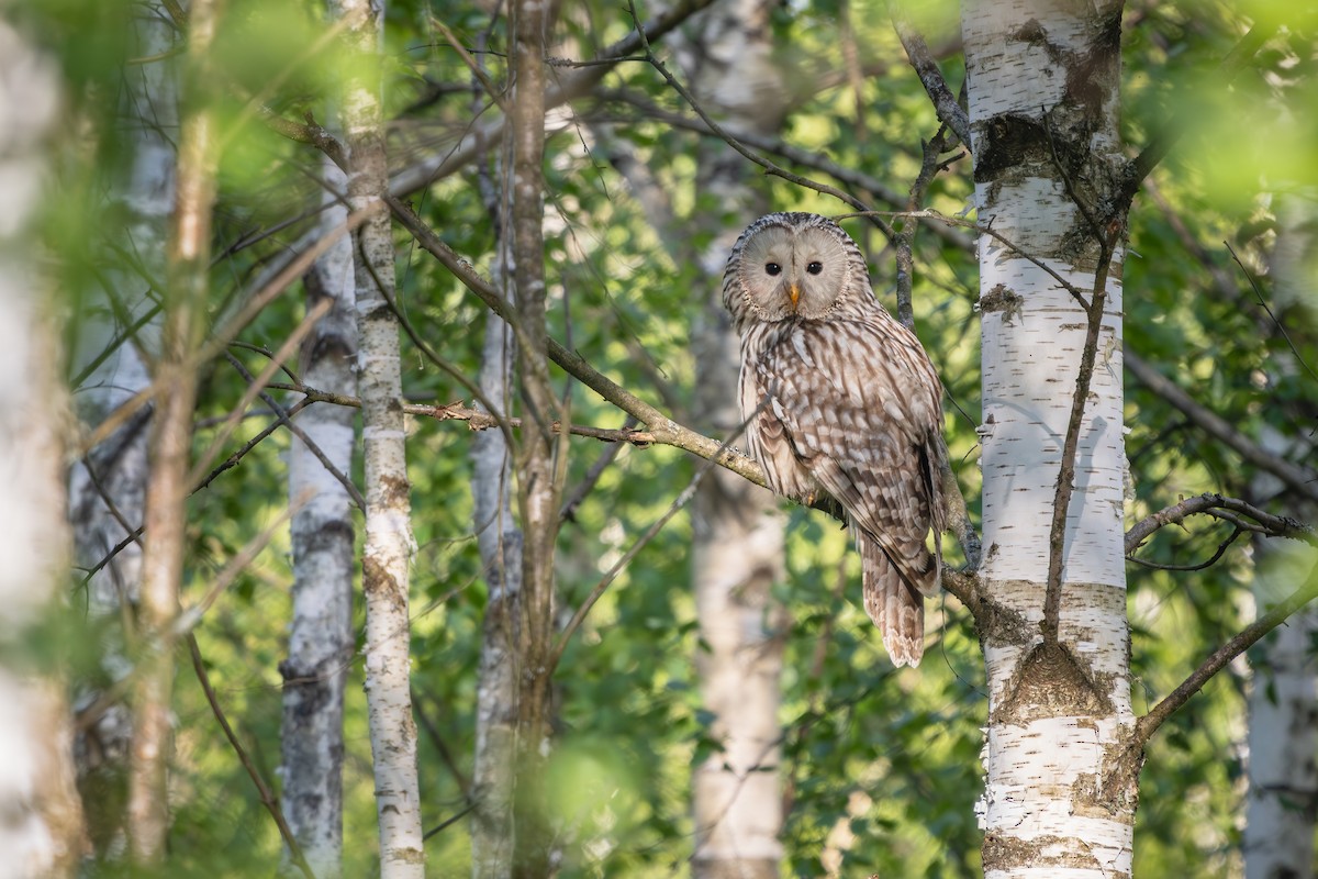 Ural Owl - Alexey Kurochkin