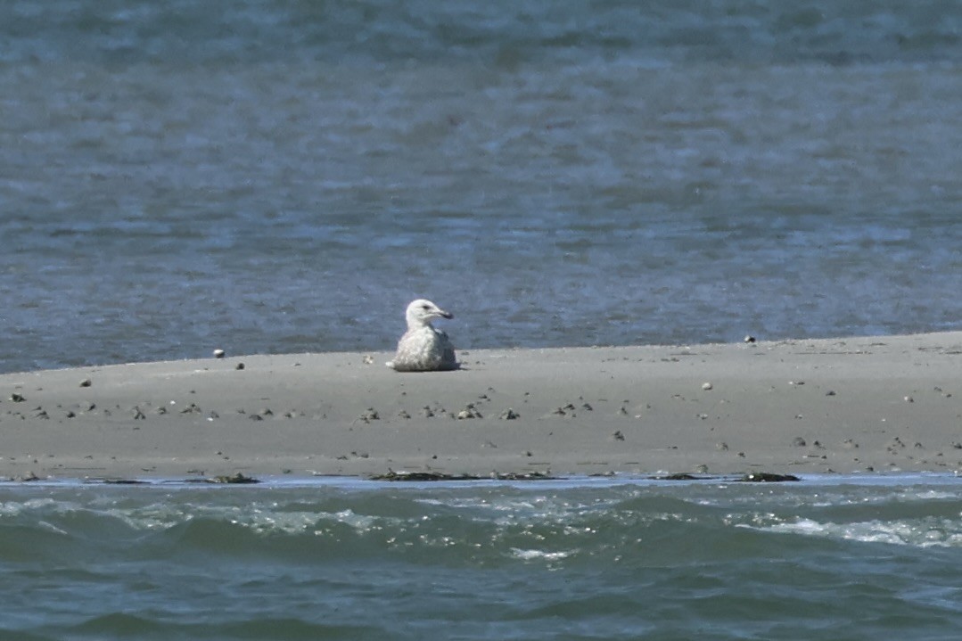 Herring Gull - E R