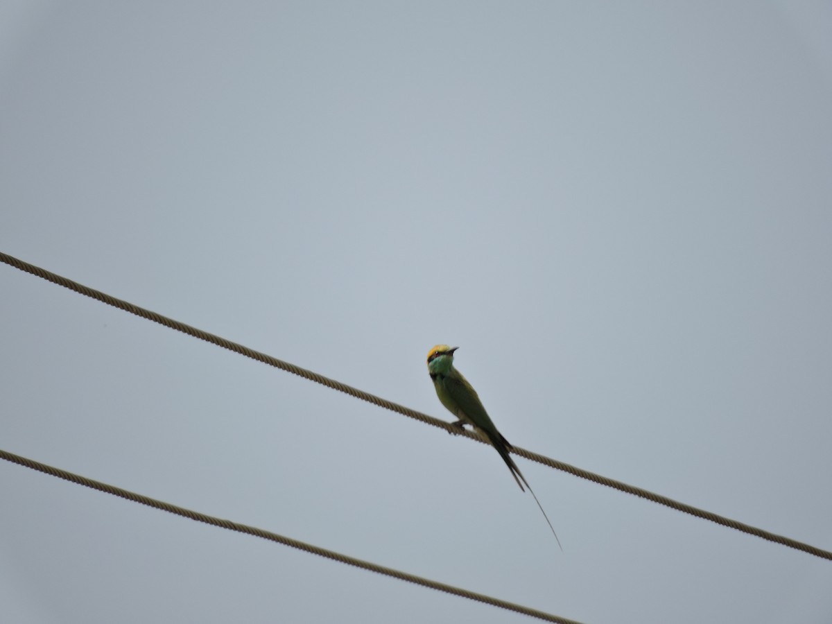 Asian Green Bee-eater - Suzhal Arivom (Group Account)