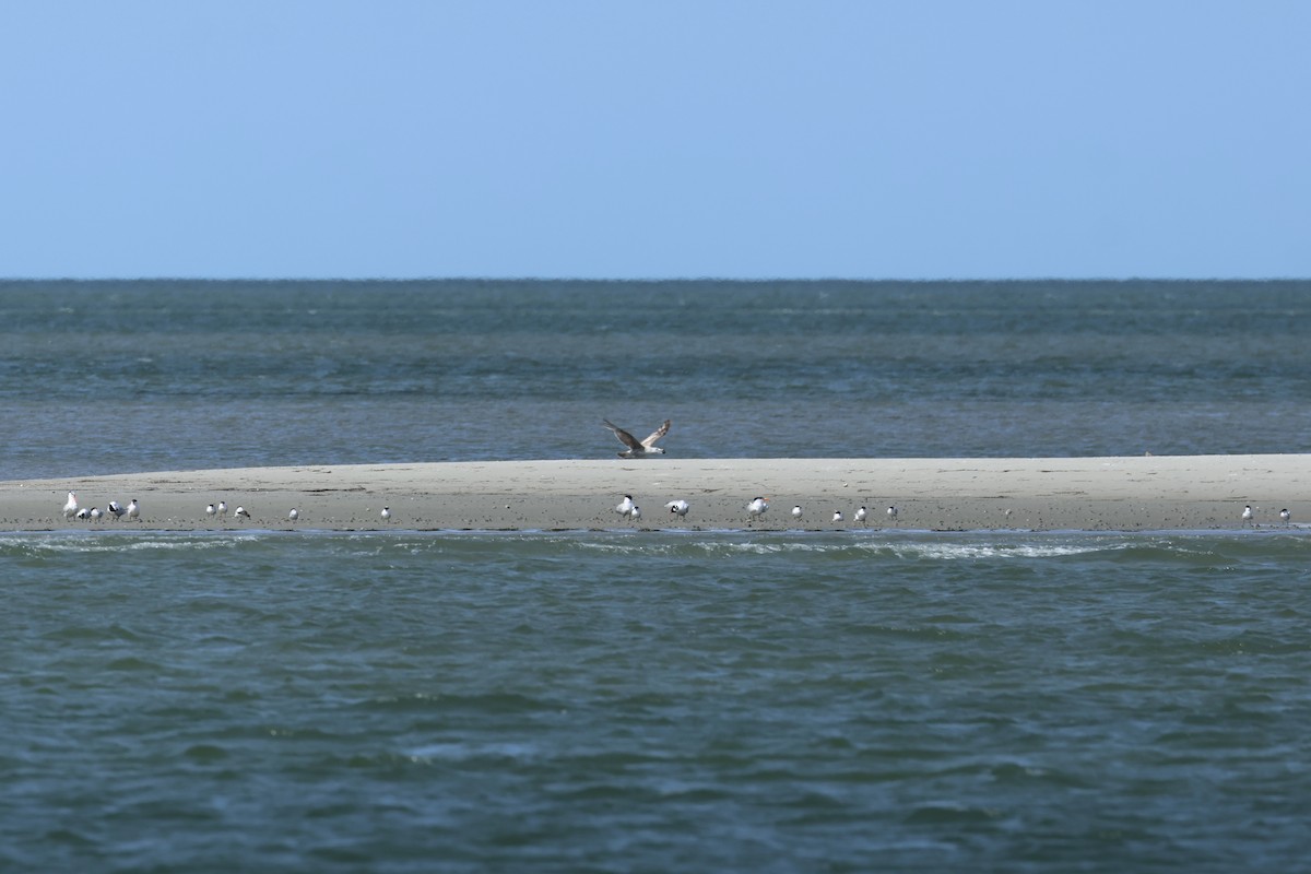 Sandwich Tern - E R