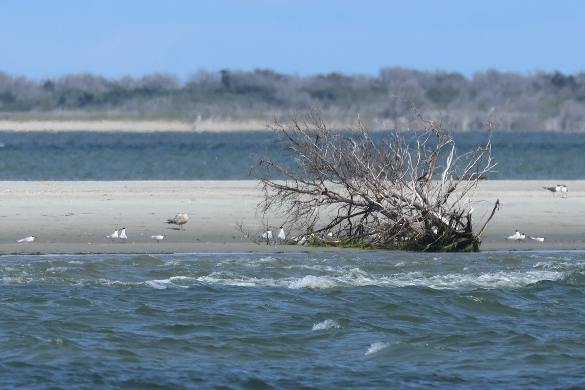 Sandwich Tern - E R