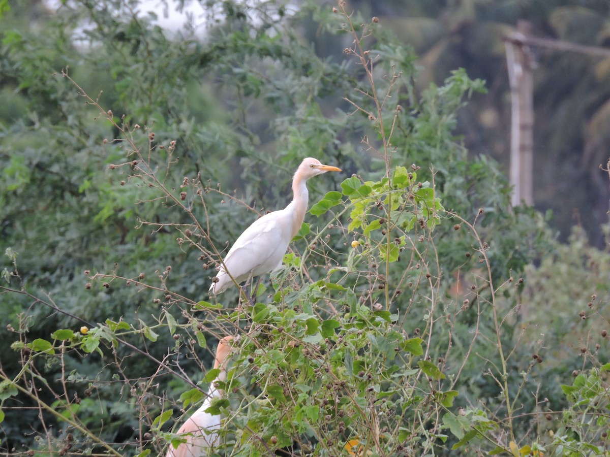 Eastern Cattle Egret - Suzhal Arivom (Group Account)