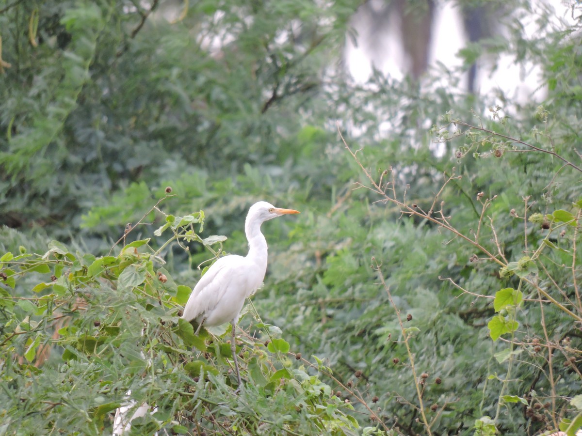 Eastern Cattle Egret - Suzhal Arivom (Group Account)