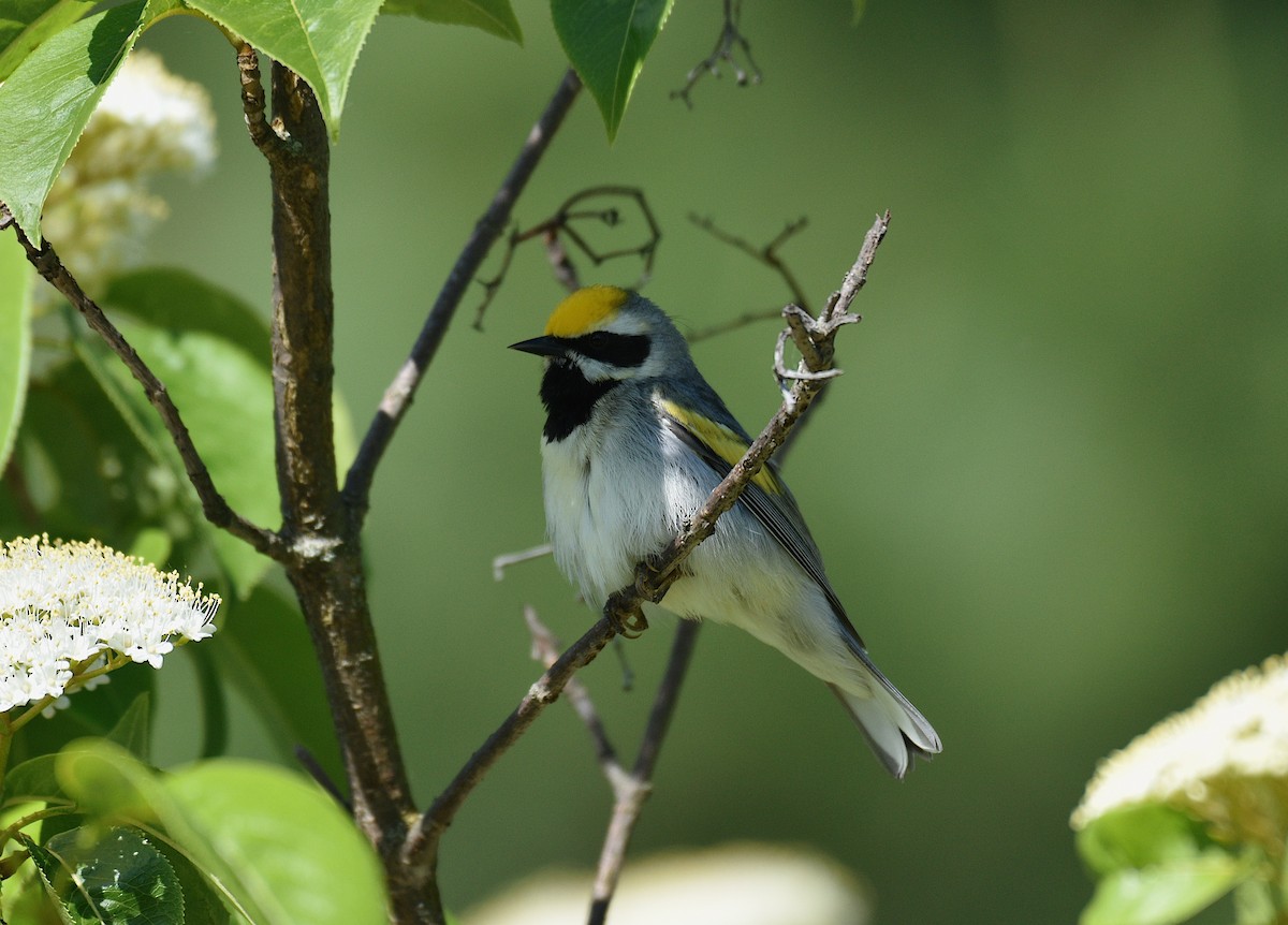 Golden-winged Warbler - ML619665834