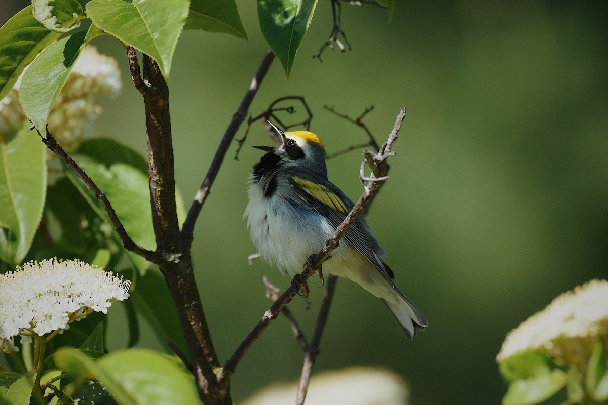 Golden-winged Warbler - ML619665835