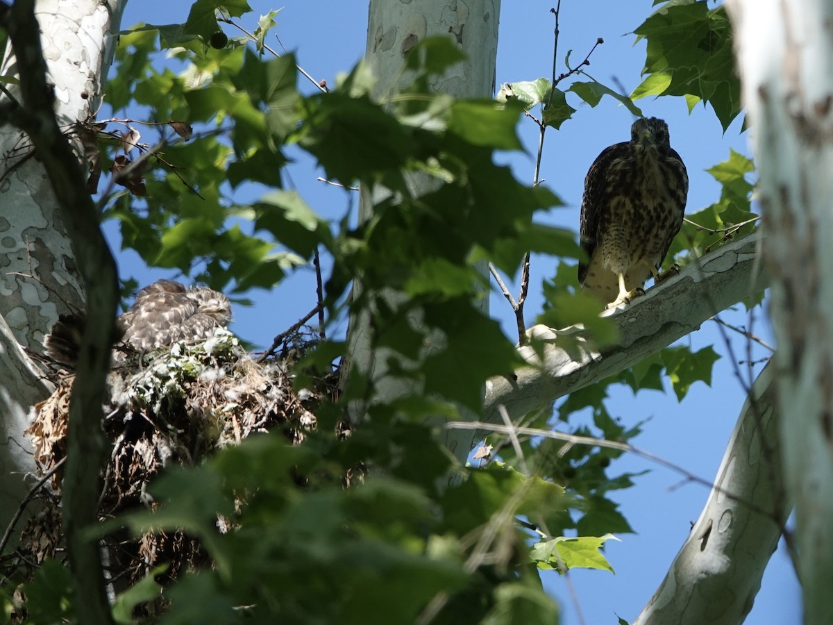 Red-shouldered Hawk - Lottie Bushmann