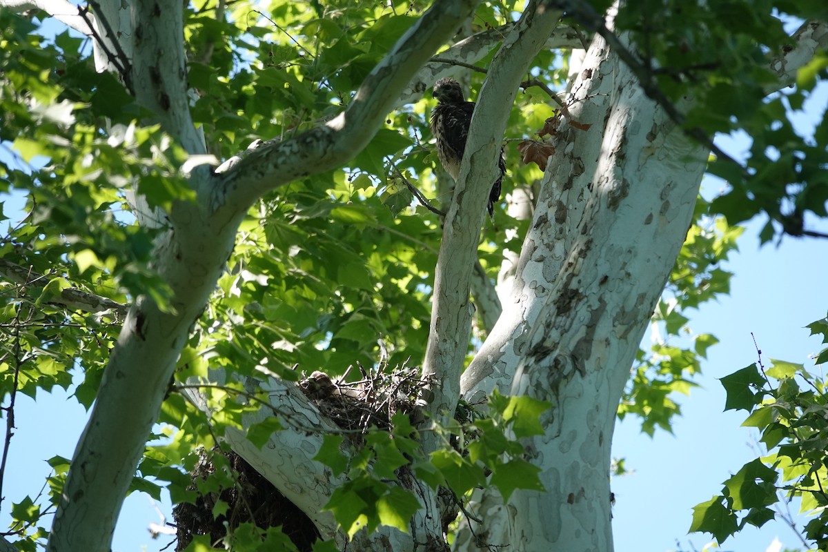 Red-shouldered Hawk - Lottie Bushmann