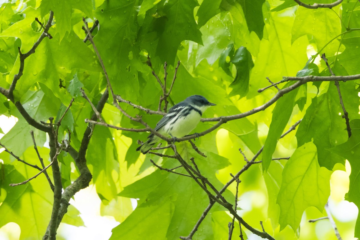 Cerulean Warbler - Kees de Mooy