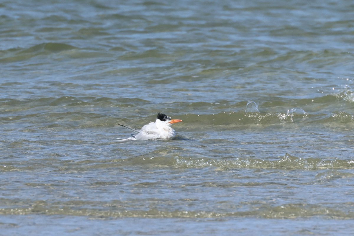 Royal Tern - E R