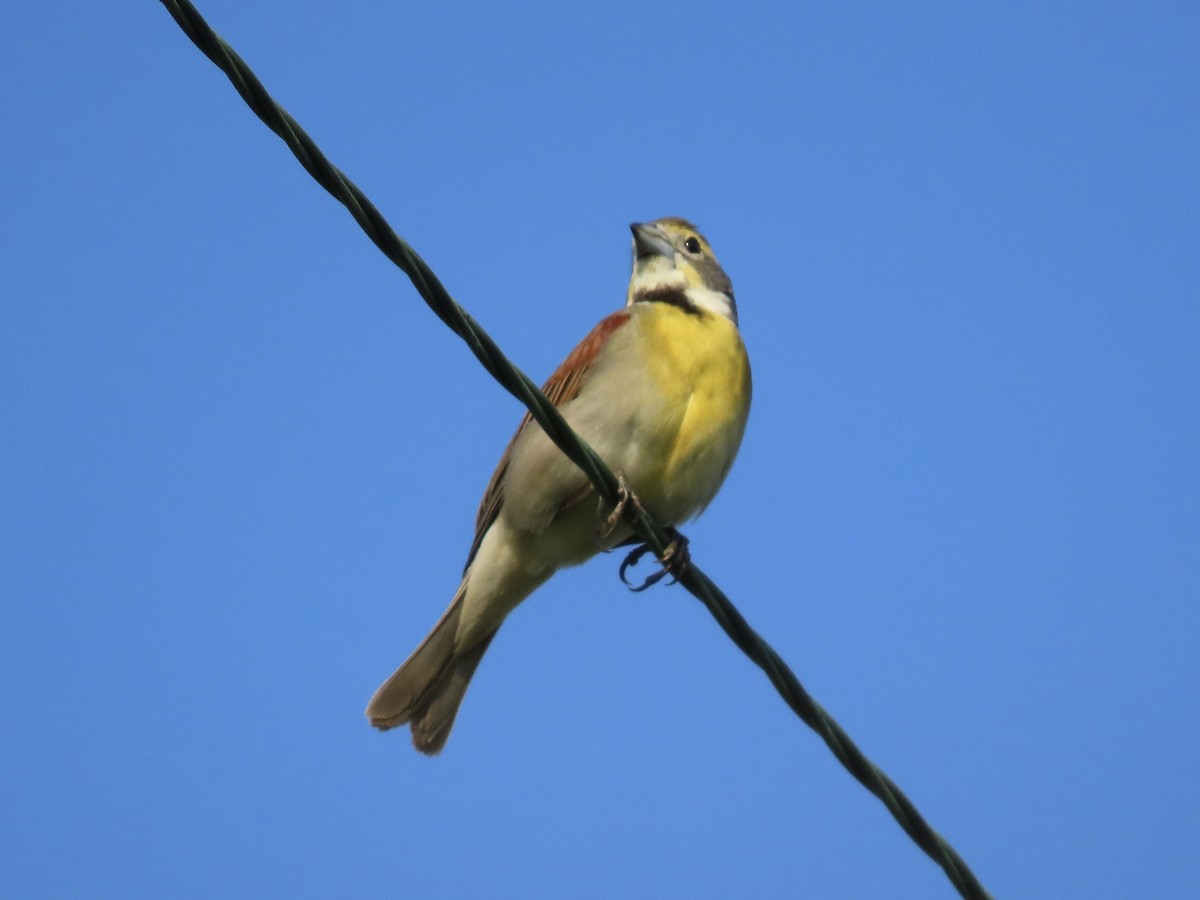 Dickcissel - Tim Carney